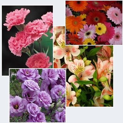 tipos de flores. En un cultivo de flores una